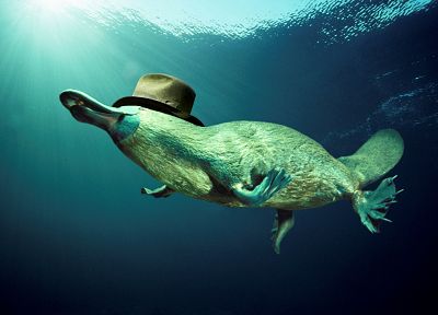 animals, platypus, underwater - desktop wallpaper
