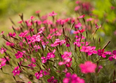 nature, flowers, outdoors, pink flowers - random desktop wallpaper