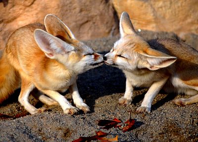 animals, fennec fox - duplicate desktop wallpaper