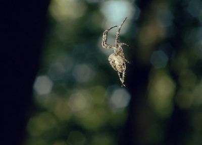 nature, spiders, arachnids - desktop wallpaper