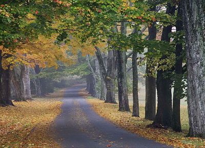 trees, autumn, journey, roads, louisville - desktop wallpaper