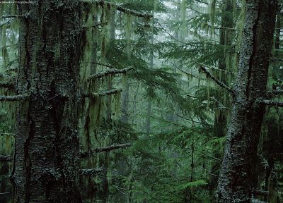 trees, forests, moss - duplicate desktop wallpaper