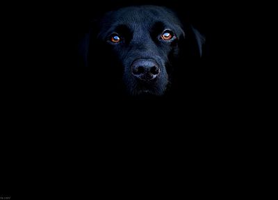 animals, dogs, canine - duplicate desktop wallpaper