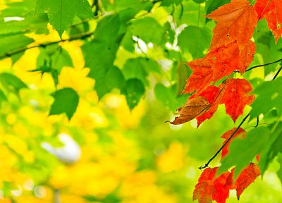 autumn, yellow, leaves - duplicate desktop wallpaper