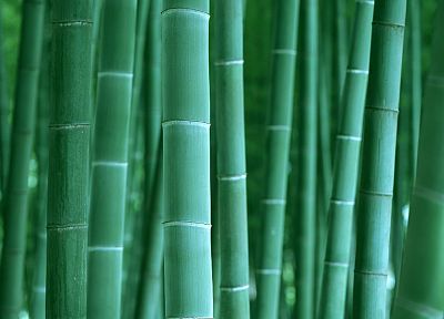 bamboo - desktop wallpaper