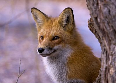 animals, foxes - related desktop wallpaper