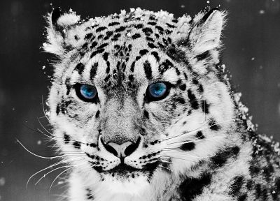 snow leopards, selective coloring - desktop wallpaper