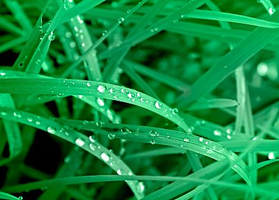 nature, grass, plants, water drops - random desktop wallpaper