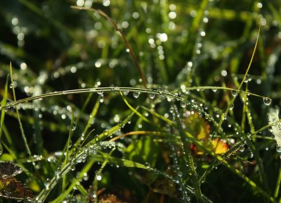 water, nature, grass, water drops, depth of field, dew - random desktop wallpaper
