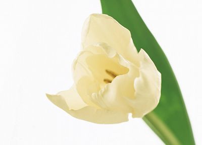 flowers, tulips, white background, white flowers - random desktop wallpaper