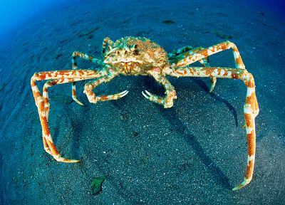 water, crustacean, crabs, japanese spider crab - desktop wallpaper