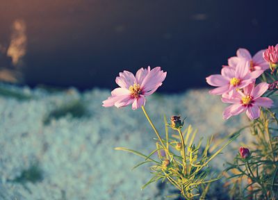 nature, flowers, pink, plants - duplicate desktop wallpaper
