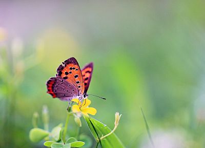 nature, insects, macro, butterflies - desktop wallpaper
