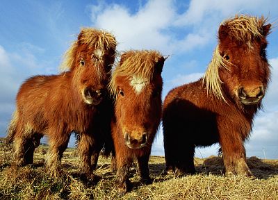 animals, ponies - random desktop wallpaper