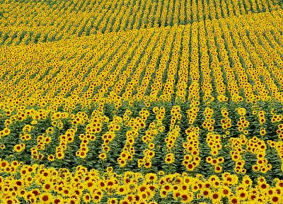 flowers, fields, plants, sunflowers - random desktop wallpaper