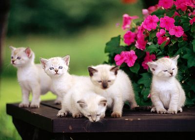 cats, animals, kittens, baby animals - random desktop wallpaper