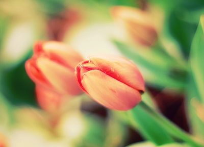 nature, flowers, tulips - random desktop wallpaper