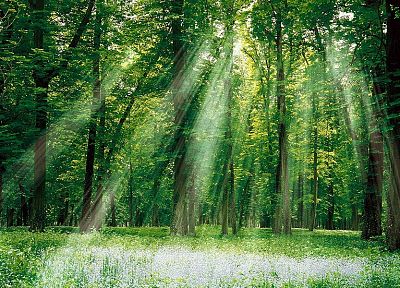 forests, sunlight - random desktop wallpaper