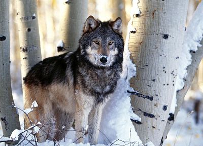 snow, animals, wolves - desktop wallpaper