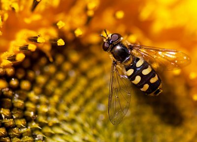 flowers, animals, insects, macro, bees, sunflowers - desktop wallpaper