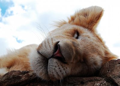 animals, feline, lions - random desktop wallpaper