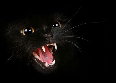 black, cats, animals - duplicate desktop wallpaper