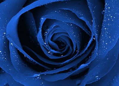 wet, roses, Blue Rose, blue flowers - desktop wallpaper