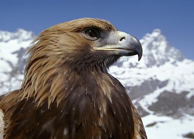 birds, eagles - random desktop wallpaper