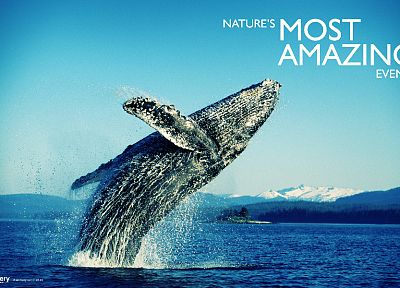 animals, whales - desktop wallpaper