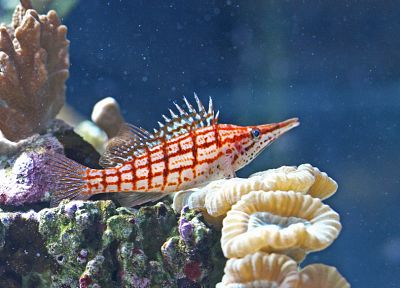 ocean, fish, underwater - random desktop wallpaper