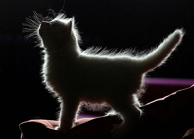 cats, shadows - desktop wallpaper