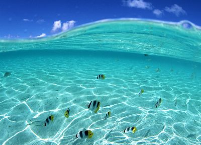 ocean, fish, split-view - duplicate desktop wallpaper