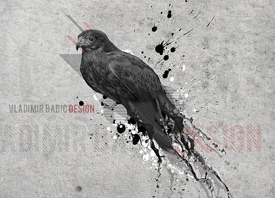 birds, hawks - random desktop wallpaper