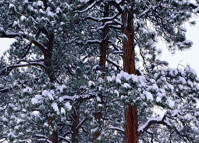 nature, winter, snow, trees - desktop wallpaper