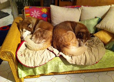 dogs, husky - duplicate desktop wallpaper