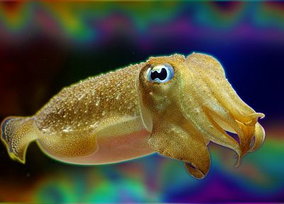 cuttlefish, sea - random desktop wallpaper
