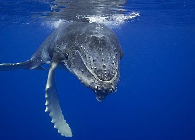 ocean, nature, animals, whales, underwater, humpback whale - desktop wallpaper