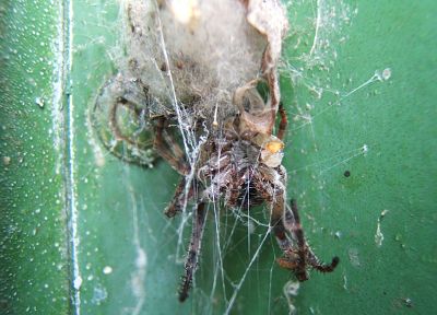 spiders, arachnids - duplicate desktop wallpaper