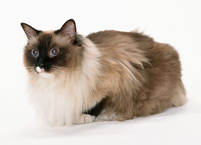 cats, animals, white background - desktop wallpaper