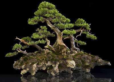 bonsai, bonsai tree - random desktop wallpaper