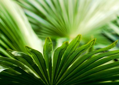leaves, palm leaves - desktop wallpaper