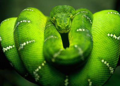 green, snakes, reptiles - desktop wallpaper