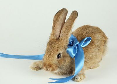 animals, rabbits - duplicate desktop wallpaper