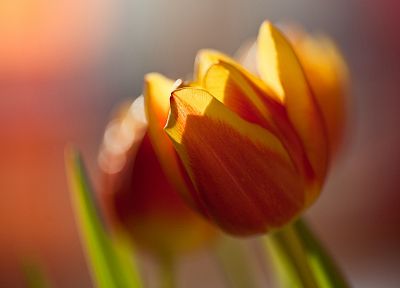 nature, flowers, tulips - desktop wallpaper