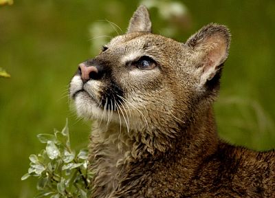 animals, cougars - random desktop wallpaper