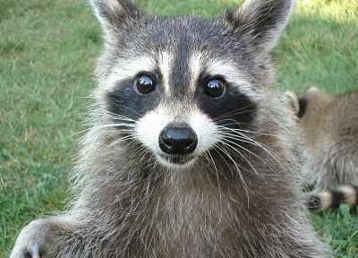 animals, raccoons - duplicate desktop wallpaper