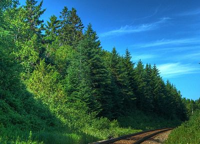 trees, forests, railroads - desktop wallpaper