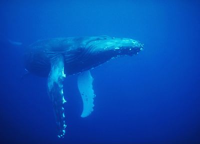 animals, whales, underwater - random desktop wallpaper