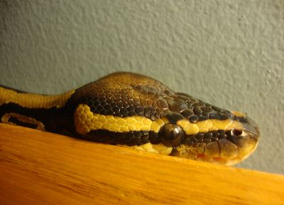 snakes, reptiles - related desktop wallpaper