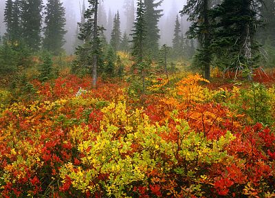 autumn, morning, Washington, Mount Rainier - desktop wallpaper